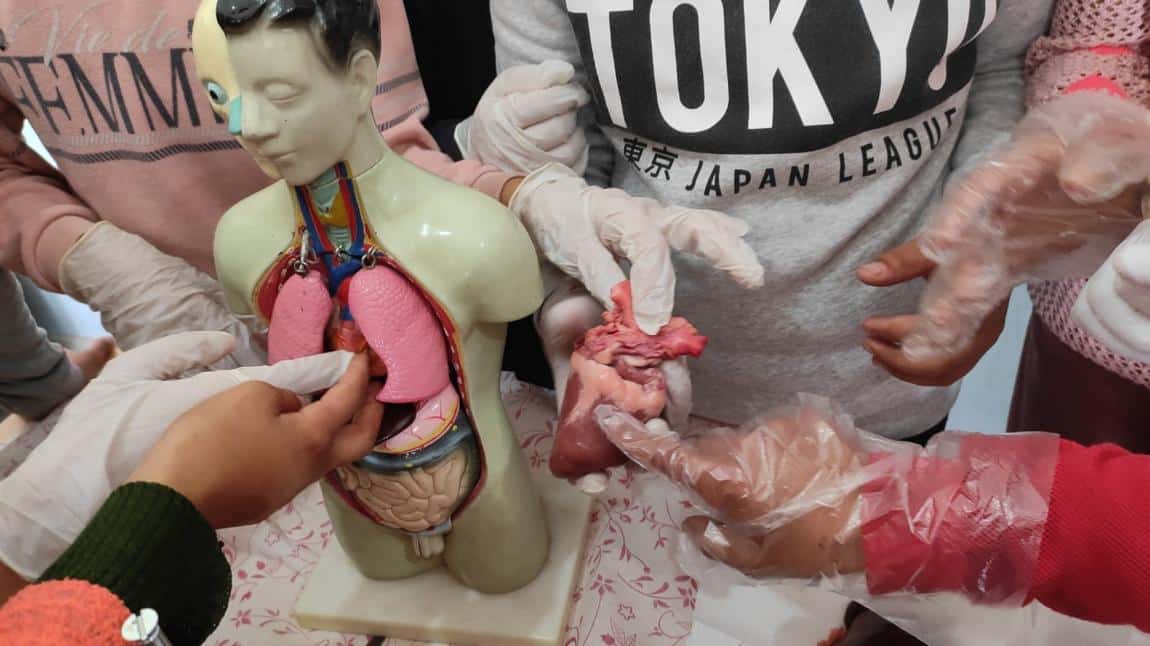 Fen Bilimleri Öğretmenimiz Aynur Hoca ve Öğrencilerin Maket Üzerinde İç Organ İncelemesi